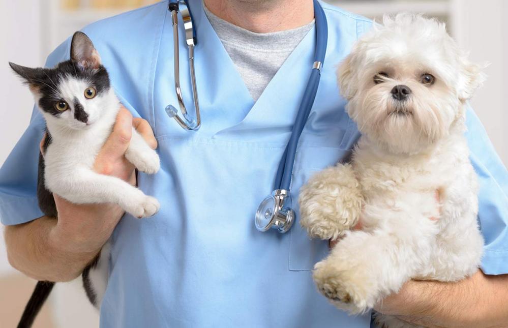 Veterinary Services in Topeka, KS | Animal Clinic of North Topeka